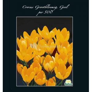 Baltus Crocus Grootbloemig Geel bloembollen per 500 stuks